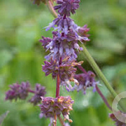 Salvia vert. 'Hannay's Blue' GM P9