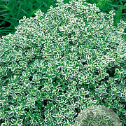 Thymus citriod. 'Silver Queen' GM P9