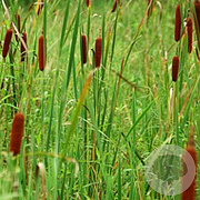 Typha angustifolia GM P9