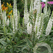 Veronica longif. 'Charlotte' GM P9