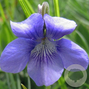Viola odorata 'Königin Charlotte' GM P9