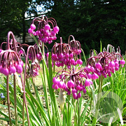 Allium cernuum verpakt per 100