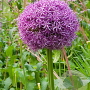Allium 'Globemaster' 20 cm verpakt per 25