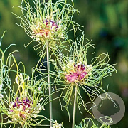 Allium 'Hair' 5 cm verpakt per 100