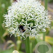 Allium 'Mount Everest' 20 cm verpakt per 25