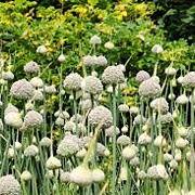 Allium Ping Pong 5-6 cm verpakt per 100