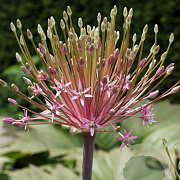Allium schubertii 12-14 cm verpakt per 25