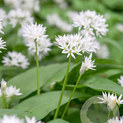 Allium ursinum verpakt per 100