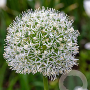 Allium White Giant 20 cm verpakt per 25