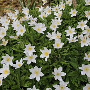 Anemone nemorosa verpakt per 100