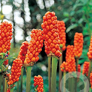 Arum italicum verpakt per 25