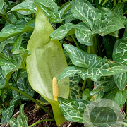 Arum maculatum verpakt per 25