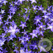 Campanula lact. 'Caerulea' 12-14 cm verpakt per 25