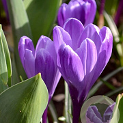 Crocus 'Flower Record' verpakt per 100
