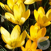 Crocus 'Golden Yellow' verpakt per 100