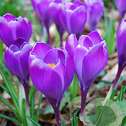 Crocus 'Remembrance' 8-9 cm verpakt per 100