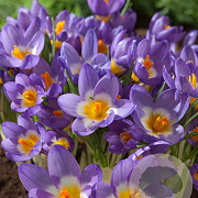 Crocus sieberi Tricolor verpakt per 100