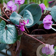 Cyclamen coum hybriden verpakt per 25