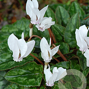 Cyclamen hederif. 'Album' 10 cm verpakt per 25