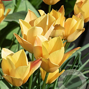 Tulipa batalinii (msc) 'Bronze Charm' 5-6 cm verpakt per 100