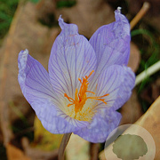 Crocus sativus 8-9 cm verpakt per 100