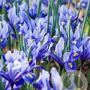 Iris reticulata 'Alida' 5-6 cm verpakt per 100