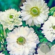 Anemone coronaria 'Mount Everest' 5-6 cm verpakt per 100
