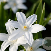 Chionodoxa luciliae 'Alba' verpakt per 100