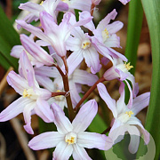 Chionodoxa forbesii 'Pink Giant' 5-6 cm verpakt per 100