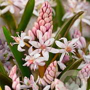 Scilla bifolia 'Rosea' verpakt per 100