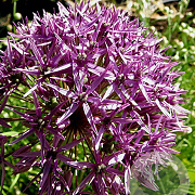 Allium 'Violet Beauty' 12 cm verpakt per 100