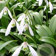 Galanthus woronowii verpakt per 100