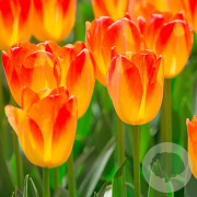 Tulipa (trh) 'Prinz Armin' 12 cm verpakt per 100