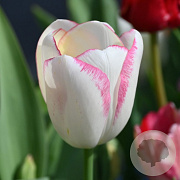 Tulipa (trh) 'Graceland' 12 cm verpakt per 100