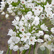 Allium cowanii 5 cm verpakt per 100