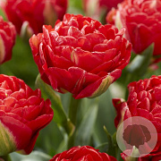 Tulipa (dea) 'Pamplona' 12 cm verpakt per 100