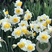 Narcissus (trt) 'Orange Sunset' 12-14 cm verpakt per 100