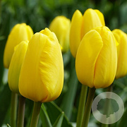 Tulipa (dar) 'Novi Sun' 11-12 cm verpakt per 100