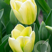 Tulipa (vir) 'Green Spirit' 12 cm verpakt per 100