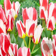 Tulipa (kau) 'Floresta' 11-12 cm verpakt per 100