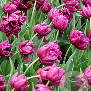 Tulipa (dea) 'Alison Bradley' 12 cm verpakt per 100