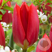 Tulipa (fos) 'Red Purissima' 11-12 cm verpakt per 100