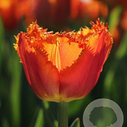 Tulipa (fri) 'Ogene' 12 cm verpakt per 100