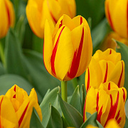Tulipa (trh) 'Freedom Flame' 11-12 cm verpakt per 100
