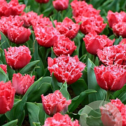 Tulipa (fri) 'Bendigo' 11-12 cm verpakt per 100