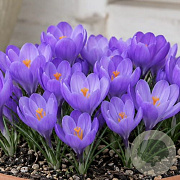 Crocus 'Aqua' verpakt per 100
