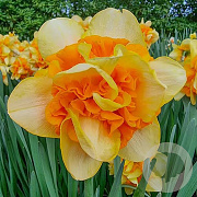 Narcissus (dou) 'Sun Catchers' 12-14 cm verpakt per 100