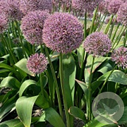 Allium 'Lucky Balloons' 18-20 cm verpakt per 25