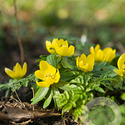 Eranthis cilicica verpakt per 100