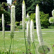 Eremurus himalaicus verpakt per 100